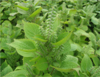 えごま油とごま油の違いは？ u2013 マルタのえごま