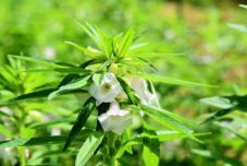 えごま油とごま油の違いは？ u2013 マルタのえごま